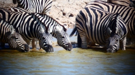 Zebra, Etosha NP, Botswana.